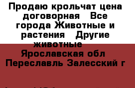 Продаю крольчат цена договорная - Все города Животные и растения » Другие животные   . Ярославская обл.,Переславль-Залесский г.